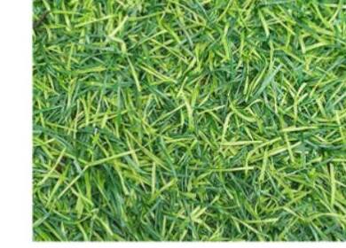 Bentgrass