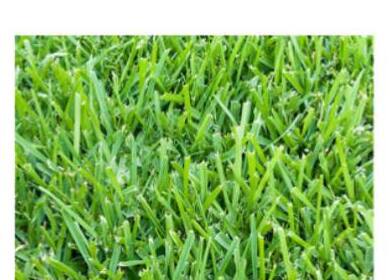 St. Augustine Grass